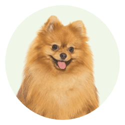 dog (1)