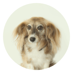 dog (2)