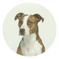 dog (3)