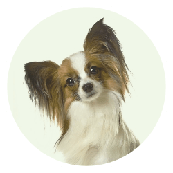 dog (4)